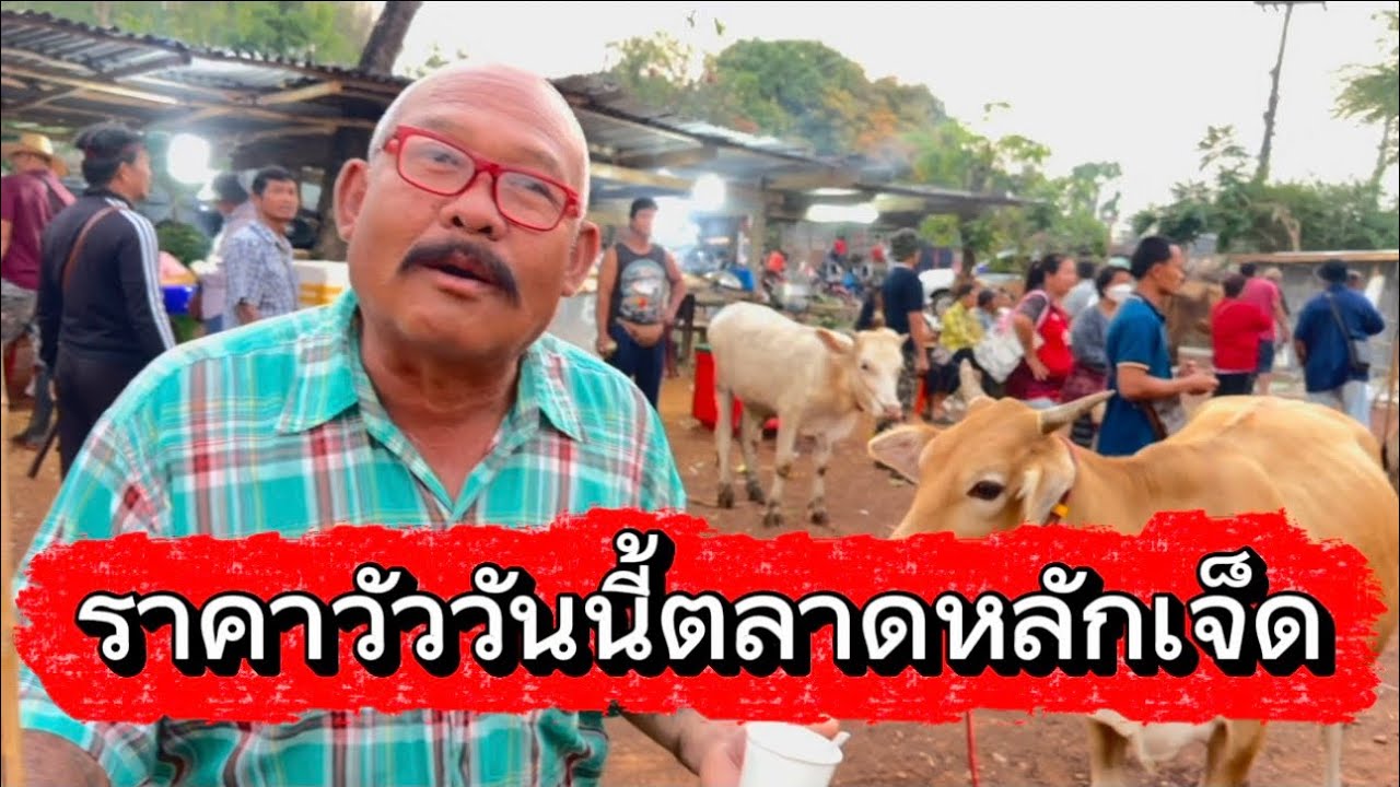 ราคาวัววันนี้ตลาดหลักเจ็ด อ.พรรณานิดมันจ.สกลนคร #ราคาวัววันนี้ 19/3/69