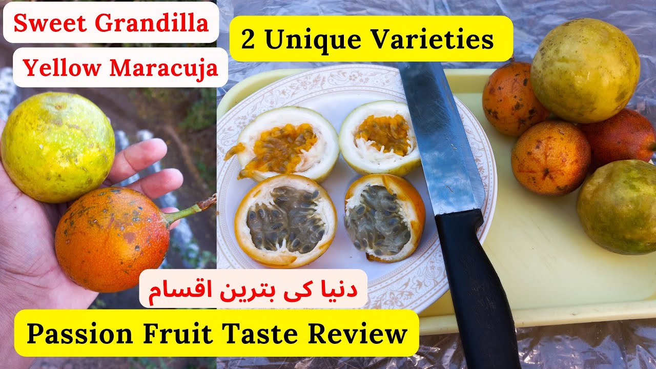 World's Best Passion Fruit In Pakistan | Taste Review | Sweet Grandilla | Yellow Maracuja |