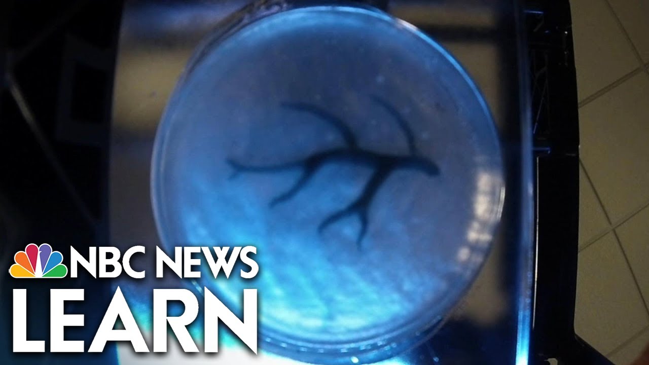 Science of Innovation: 3-D Bioprinting