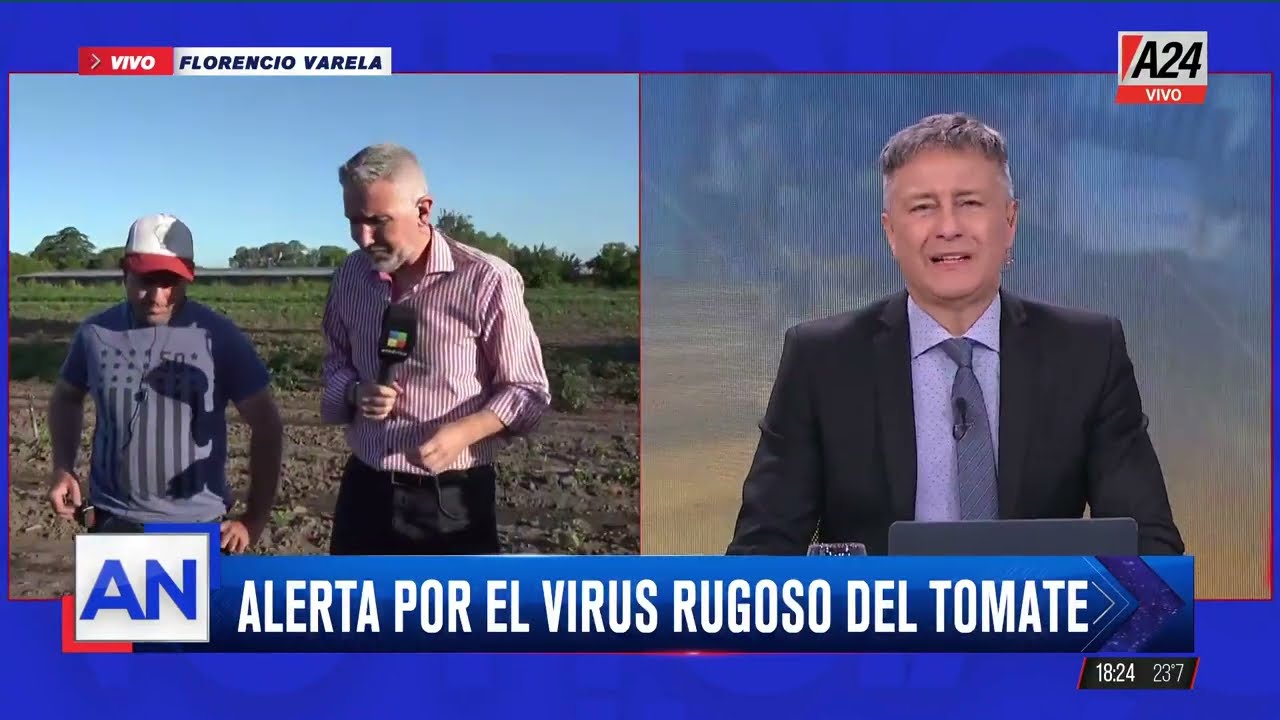 🔴Alerta por el virus rugoso del tomate