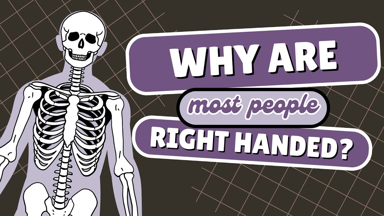 Why did humans become mostly right-handed?