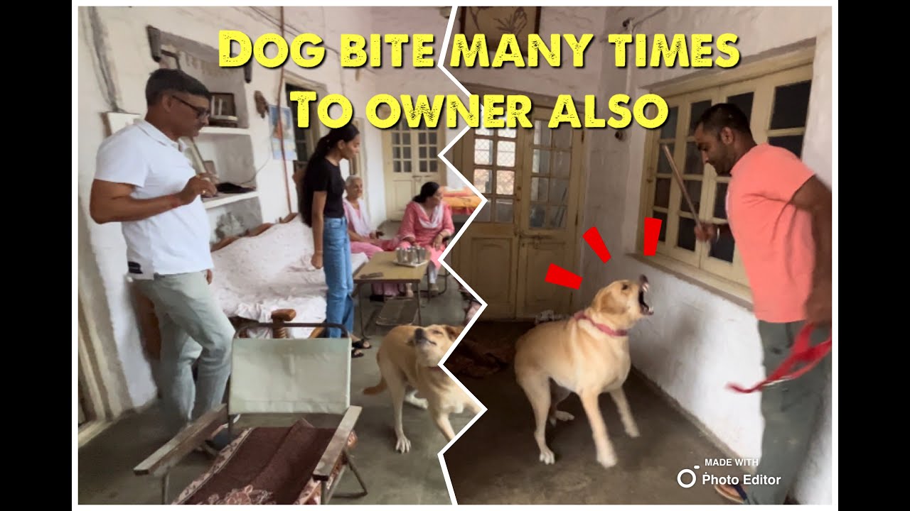 Full aggressive Lab  Mix Breed  on behaviour training (HOW TO STOP DOG BITE)  dog attack to humans