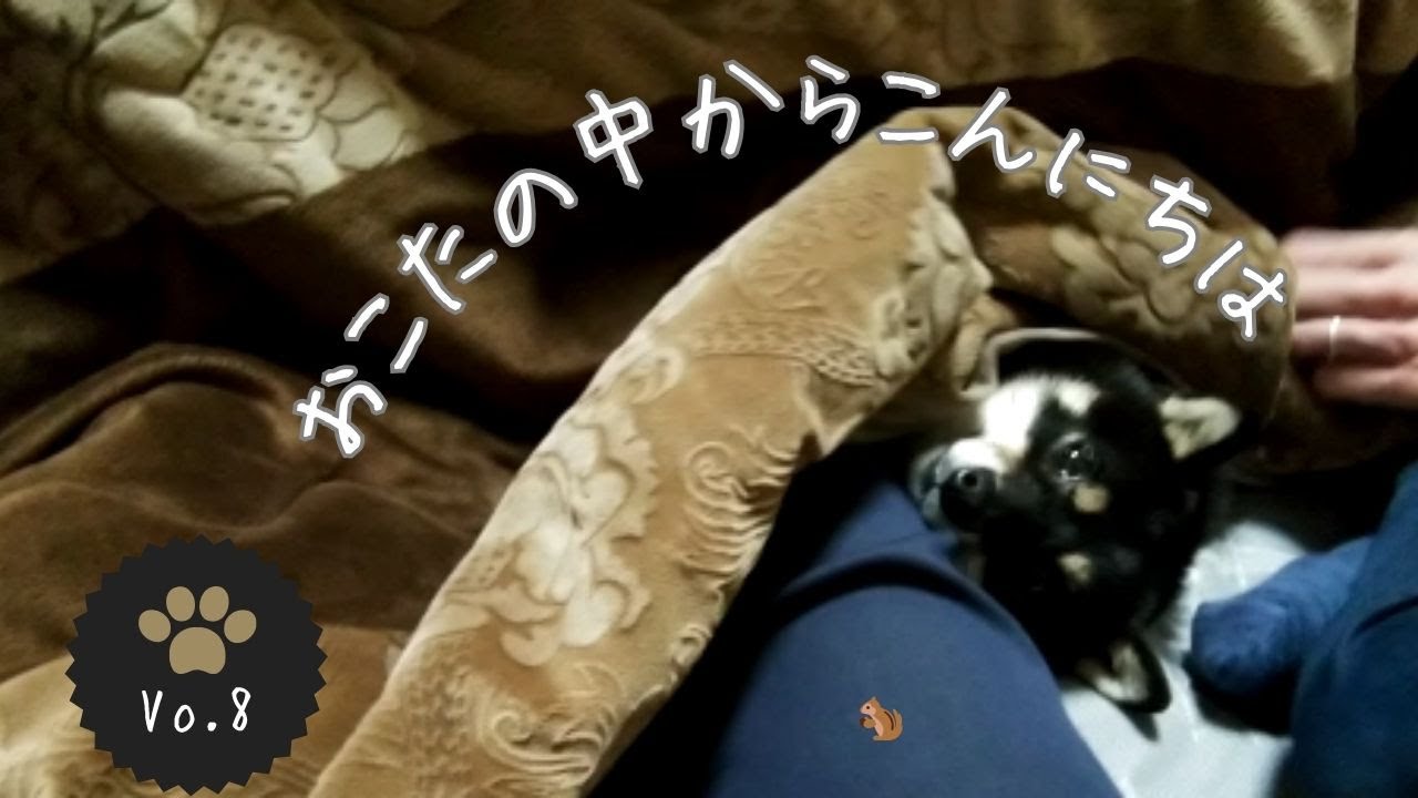 ふうこさんおこたの中からこんにちは