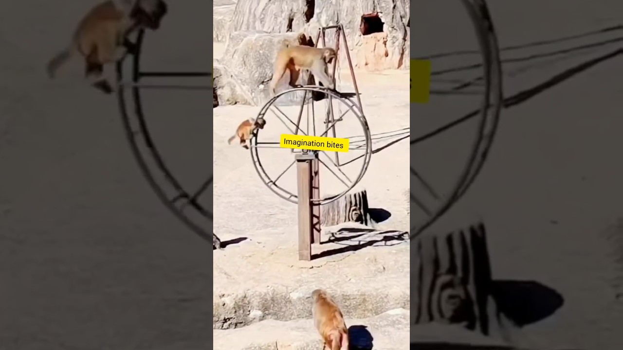 Adorable Monkey Family Playtime: Mom and Baby Monkey Bonding Moments #monkey #kidmonkey #playstation