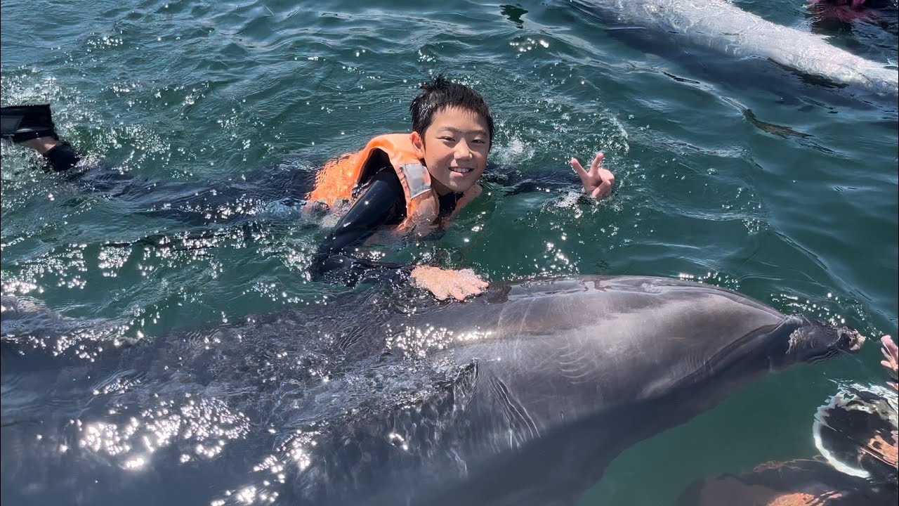 日本ドルフィンセンターで楽しむ