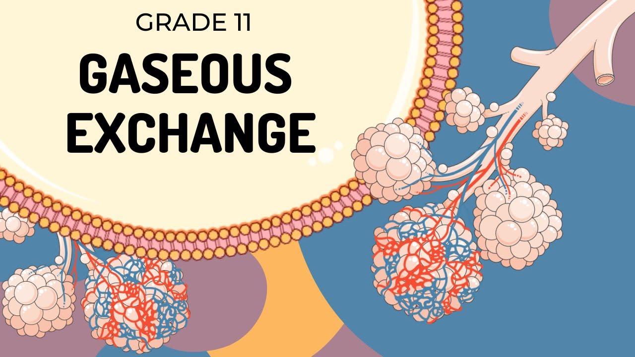 GASEOUS EXCHANGE | Easy to Understand