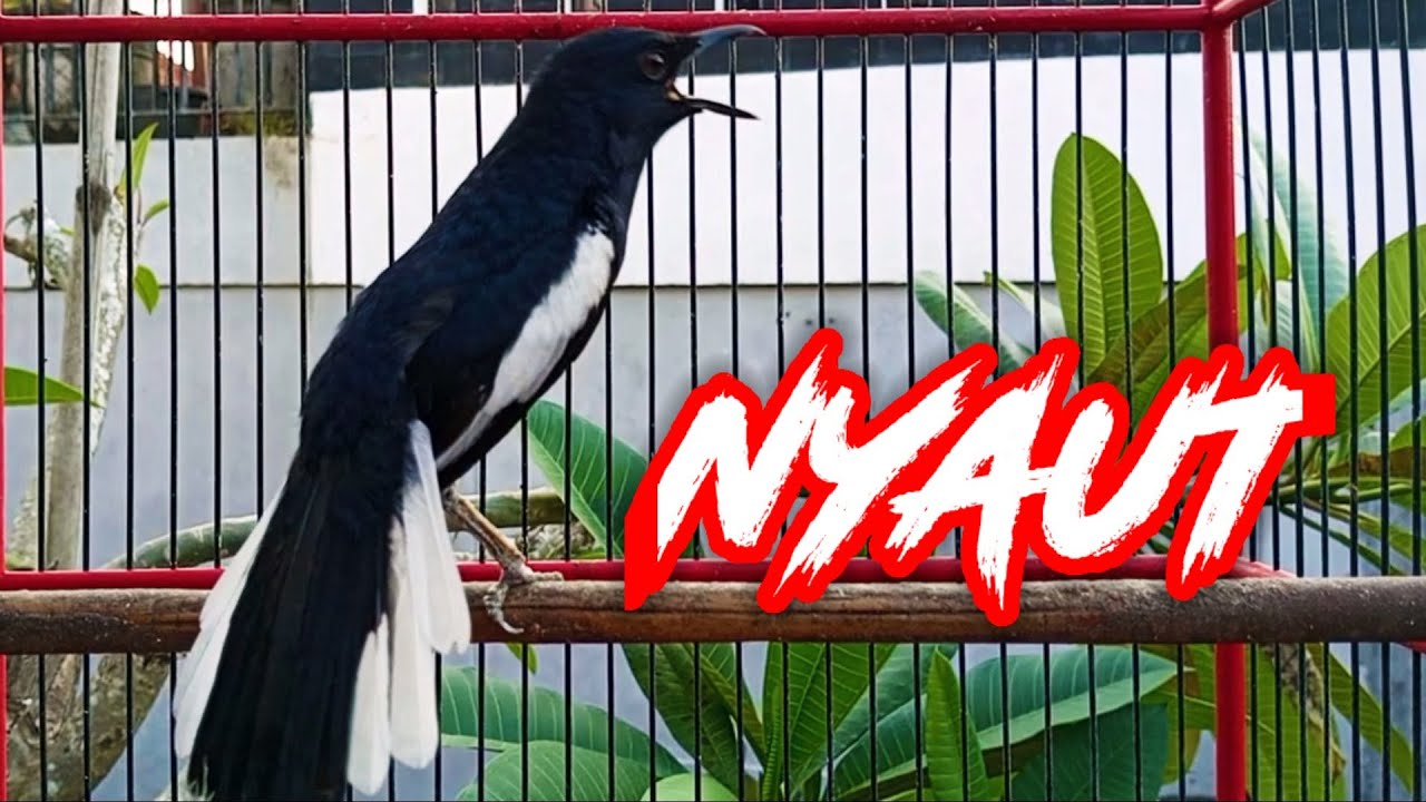 TERAPI KACER NGEPLONG SANTAI BUAT MEMANCING KACER BAHAN BIKIN LANGSUNG NYAUT IKUT BUNYI GACOR