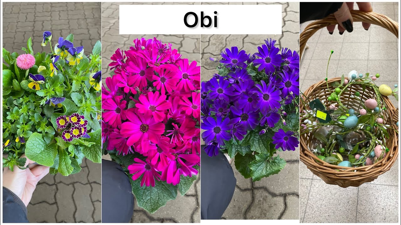 OBI KWIATY WIOSNA OGRÓD PLUS WIELKANOC
