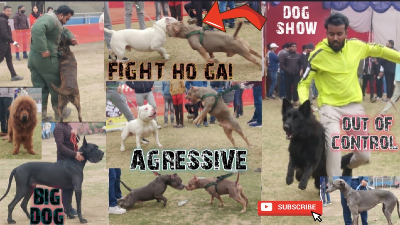 DELHI'S BIGGEST DOG SHOW / DOGS ki LADAI ho gai 😢  #DOGATTACK #DOGSHOW