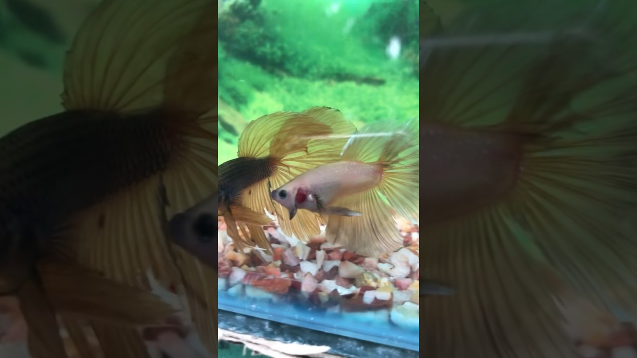 Most beautiful betta🌹#beautifulbetta #bettafish #fish #betta #bettabreedingtank #shorts