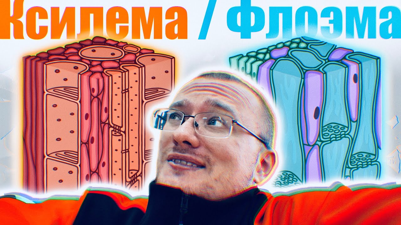 Ксилема и Флоэма | Строение и функции 🌱 Понятный разбор