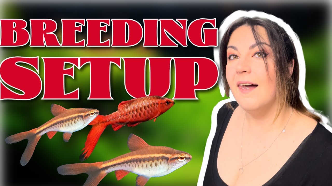 Perfect Cherry Barb Breeding AQUARIUM
