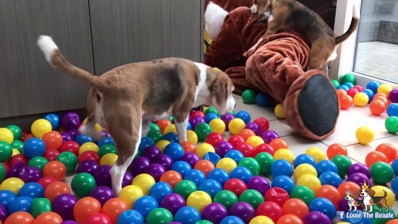 Funny Dogs get HUGE SURPRISE!