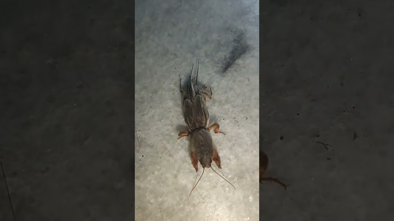 European Mole Cricket #mole #insects #macrophotography