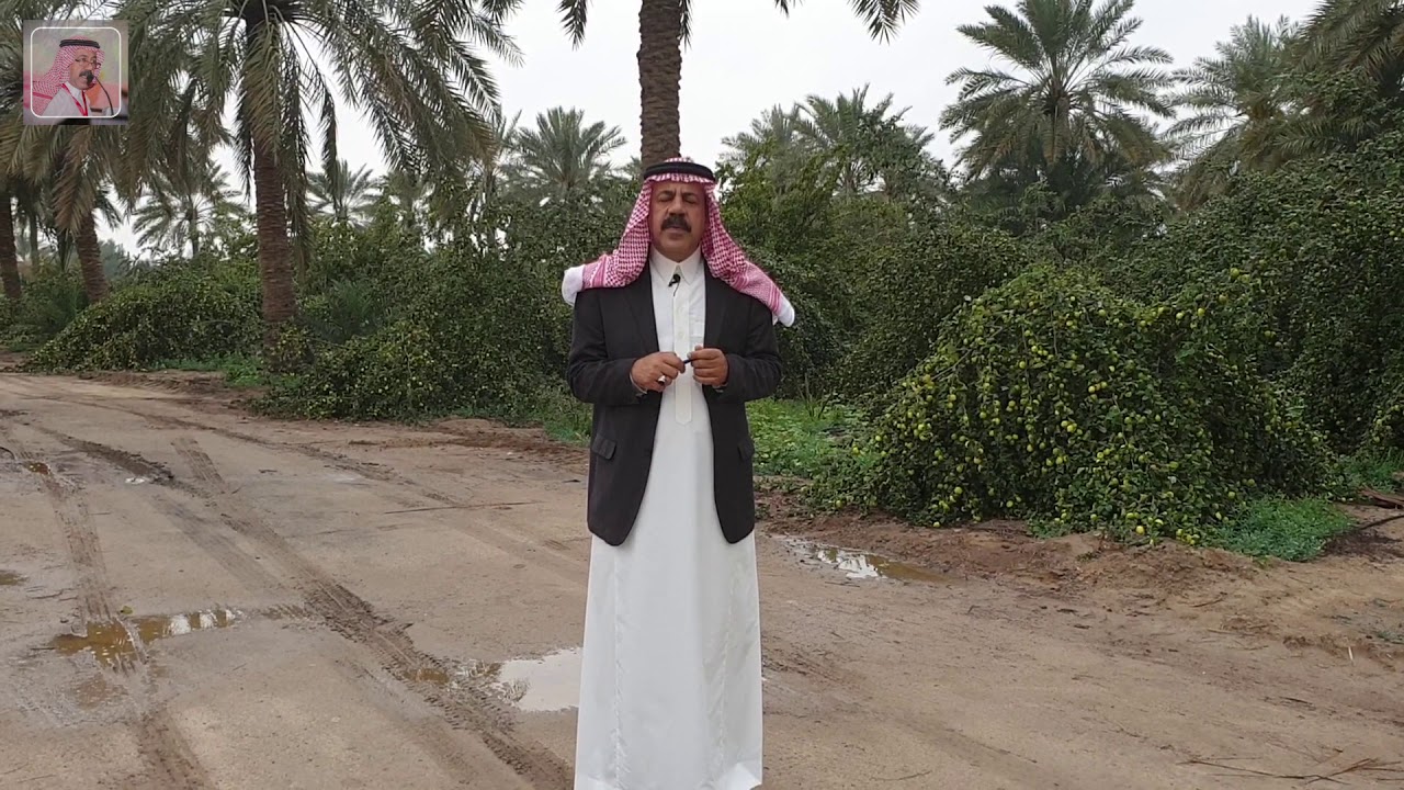 سوسة النخيل الحمراء الحلقة الثانية اعراض الاصابة
