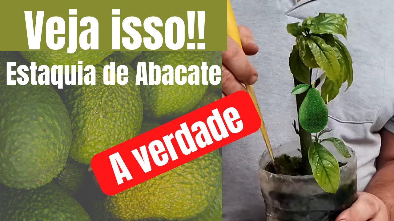 Estaquia de abacate e o resultado