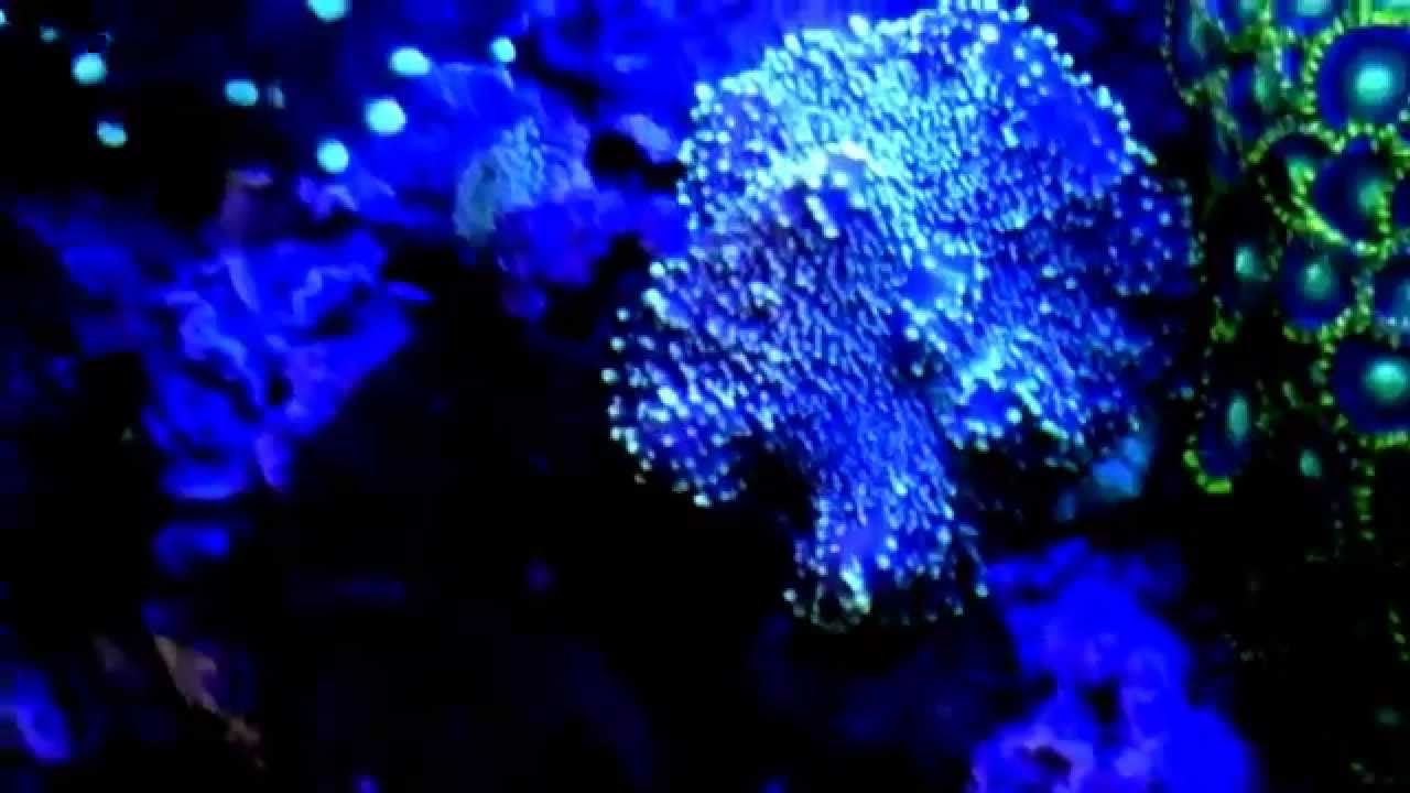 Marine Fluval Edge LED Lighting Mod 6 Gallon Reef Aquarium