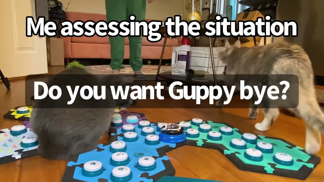 Guppy’s Toxic Trait Is Egging Billi On | BilliSpeaks