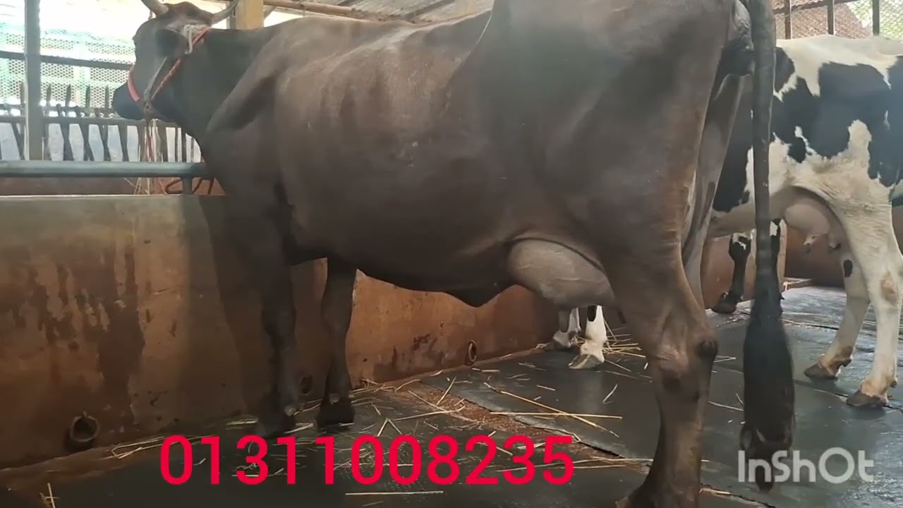 ধামাকা অফারে মোস্তফা ডেইরি ফারম থেকে গাভি ক্রয় করুন ২৮ লিটার দুধের গাভী মাত্র ২,৯০   হাজারে 