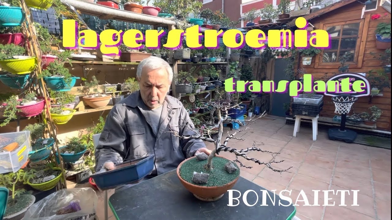 🌸  Transplante de otra Lagerstroemia