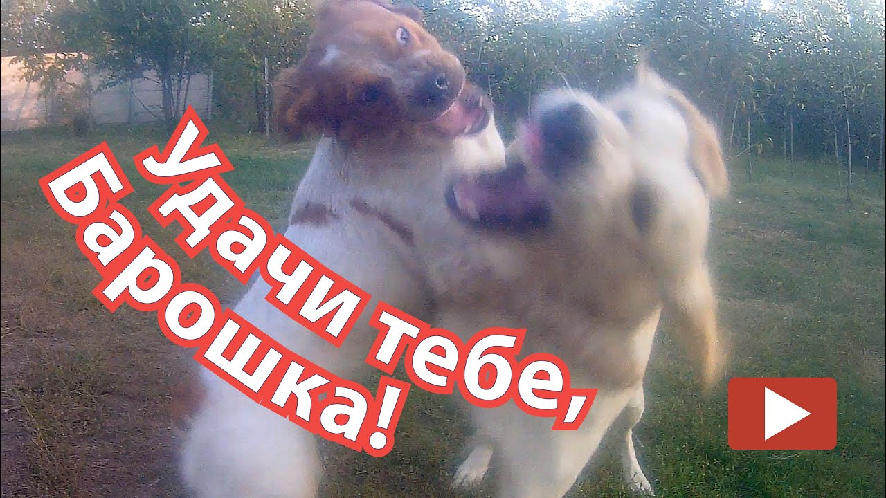 Воспитание щенка, дрессировка, натаска. Эпаньол бретон.