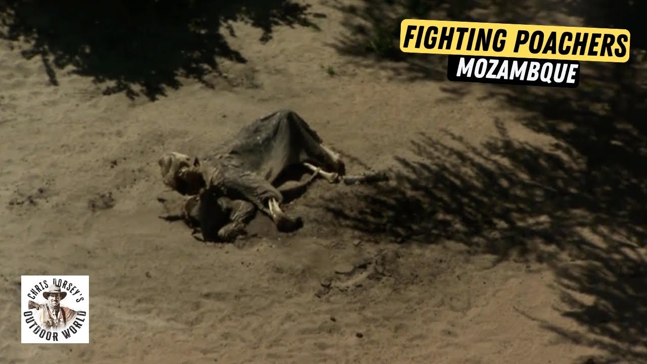 Fighting Poachers in Mozambique