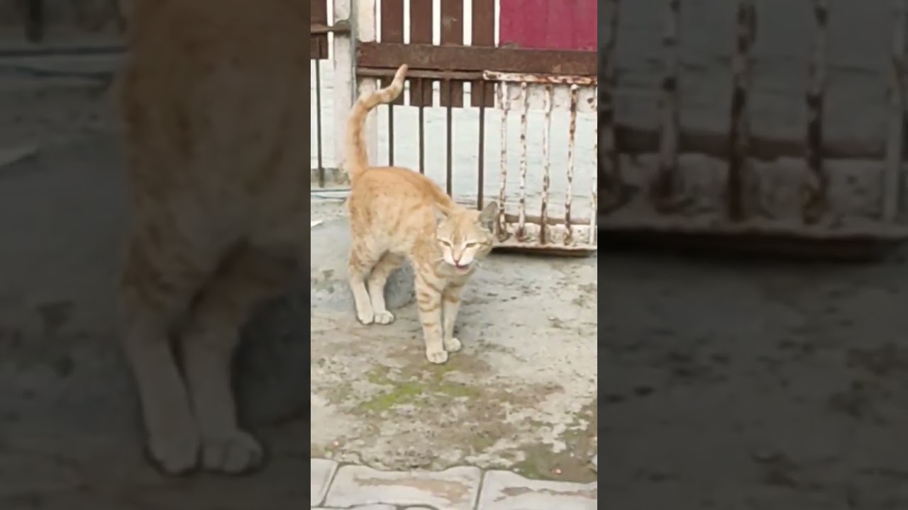 cat lover 😍🔥💟