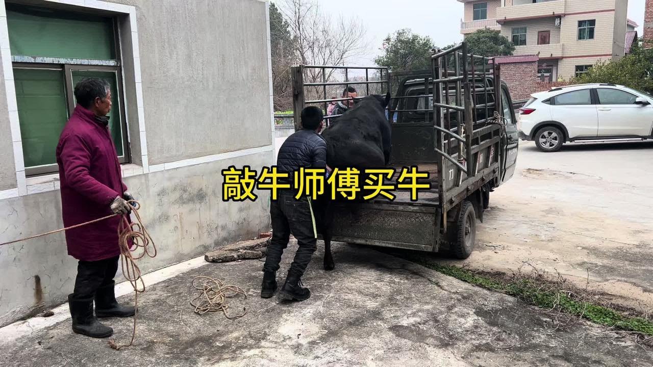 介绍敲牛师傅买两头小公牛，这价格怎么样，转手能赚钱吗？
