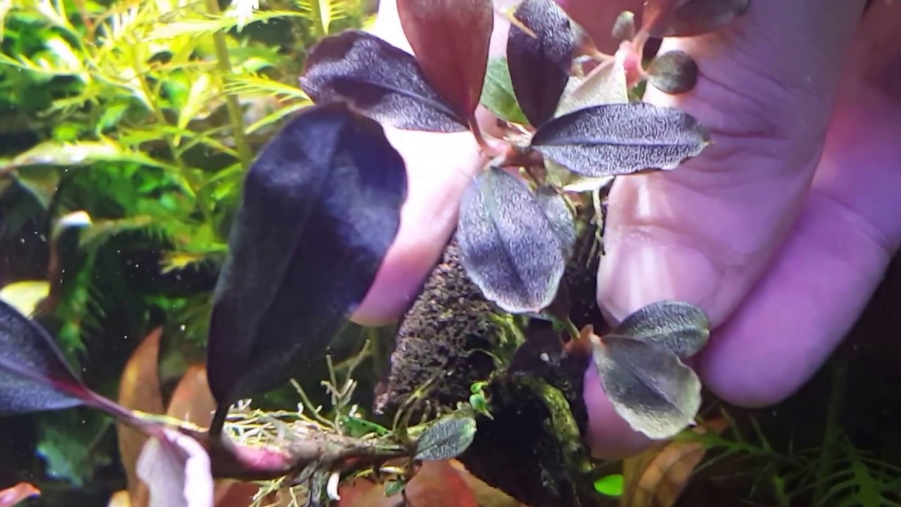 Guía básica acuario plantado: Bucephalandra