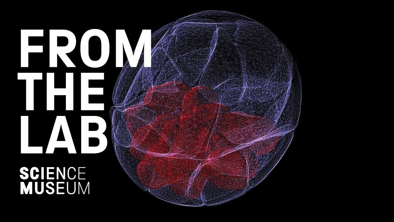 Why scientists are growing embryos in the lab for longer