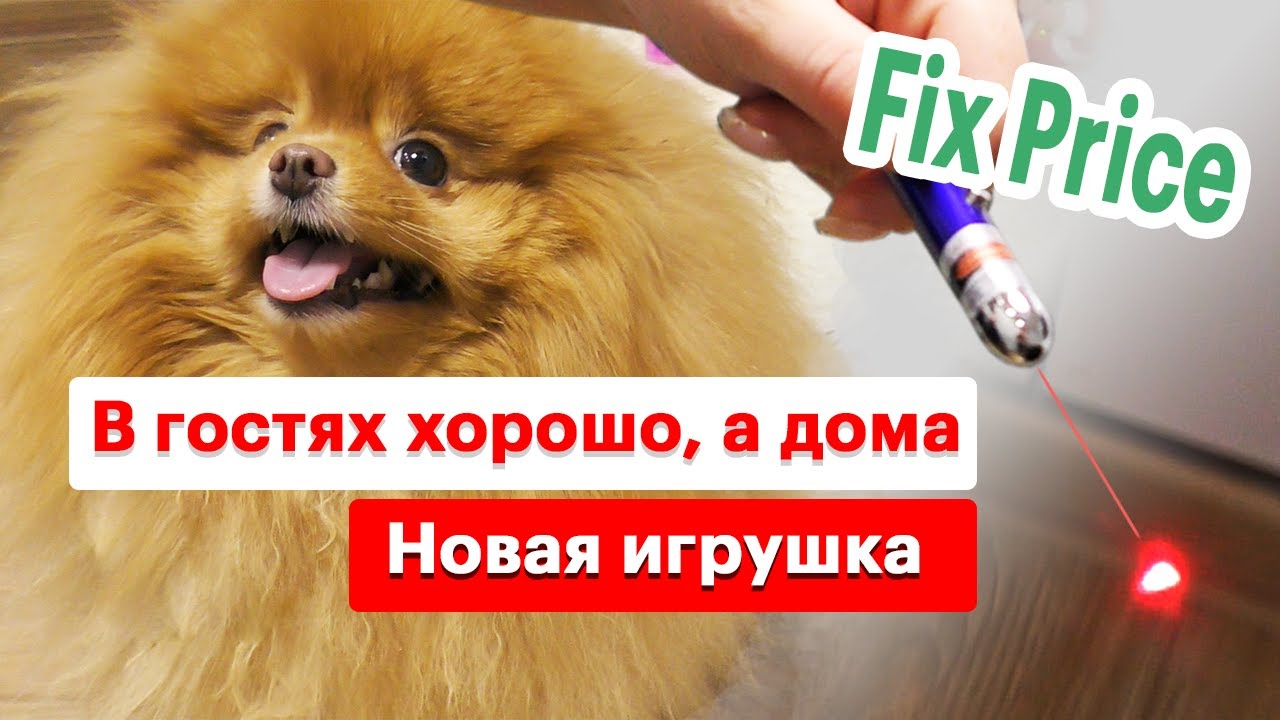 Прикольная игрушка для шпица из Fix Price. Померанские шпицы в гостях у Чихуахуа. Поездка в Юргу