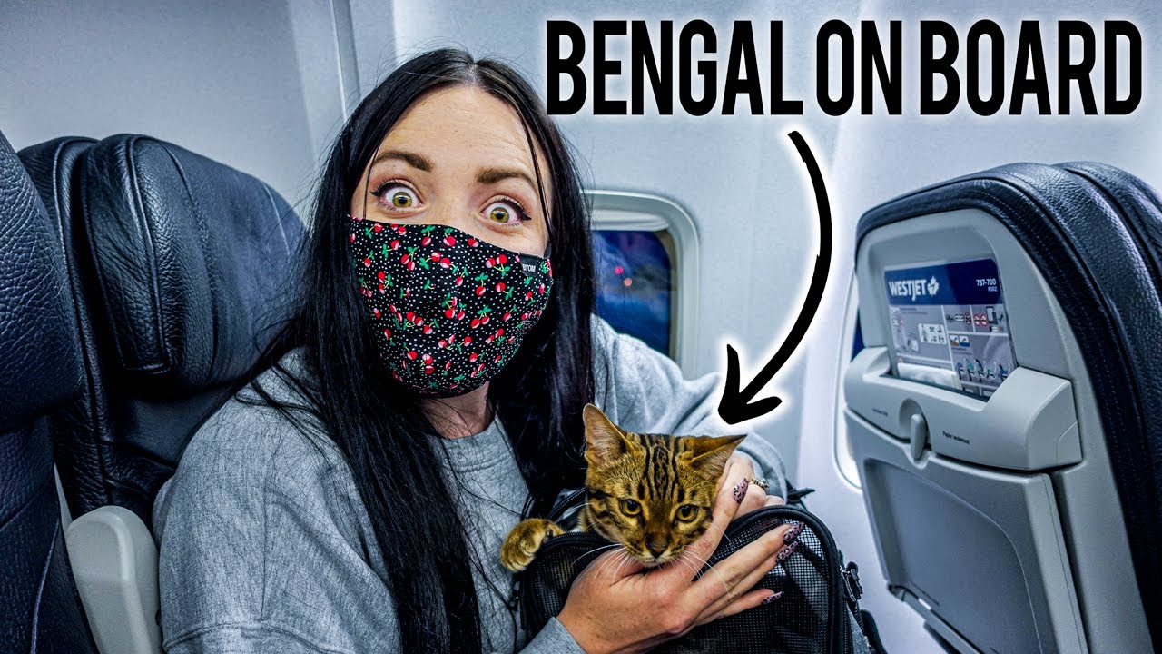 FLYING WITH A BENGAL CAT IN CABIN...   Also during COVID PANDEMIC