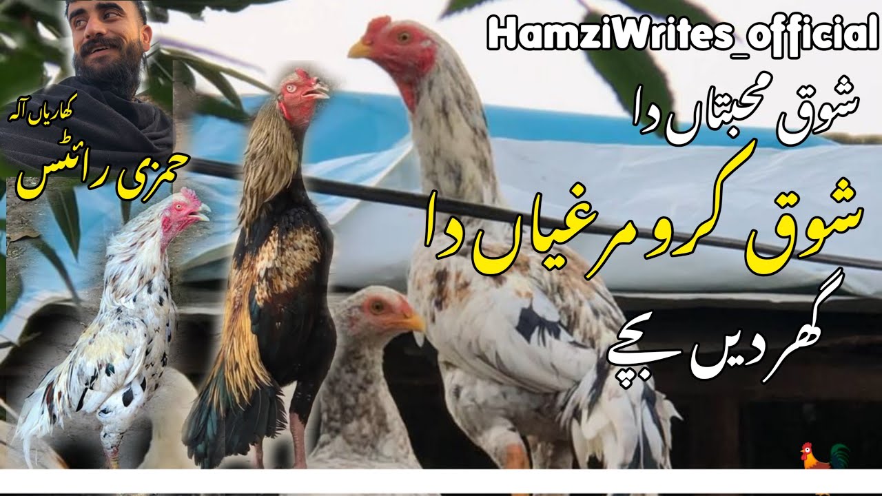 #aseel murga || shoqe mhbta || #viral #pubg #lifeisbutadream #pubg #islamicmusic #lifeisbutadream