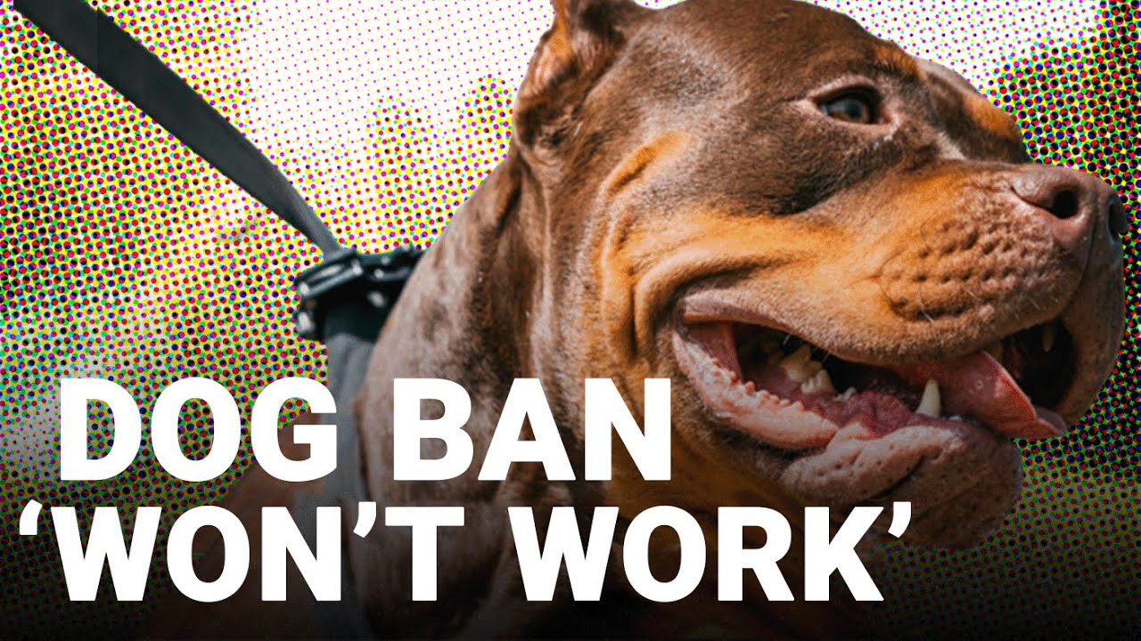 American XL Bully dogs ban: Why it can't be enforced