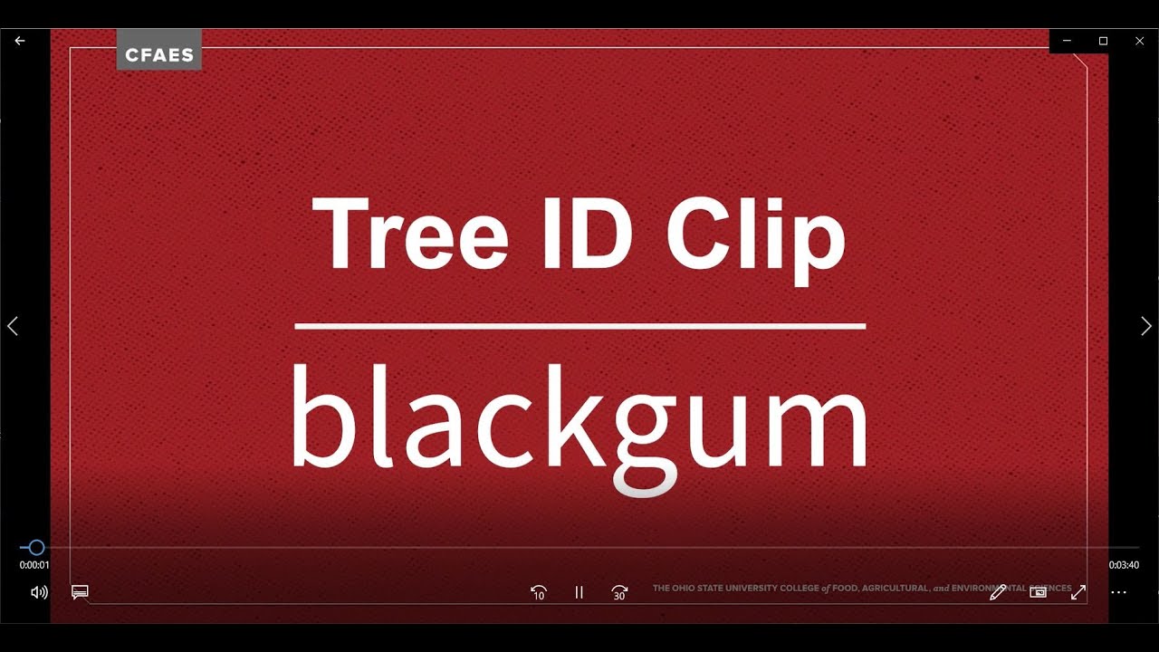Tree ID Clip: blackgum