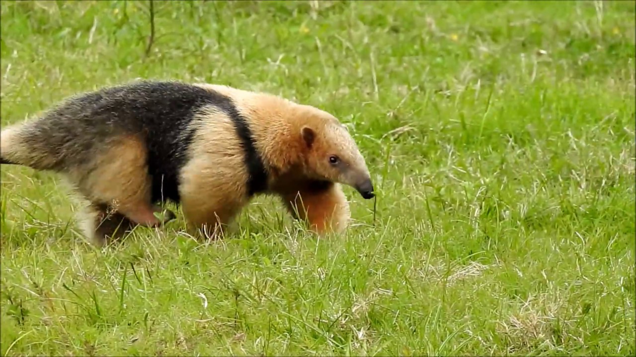 Oso hormiguero chico.