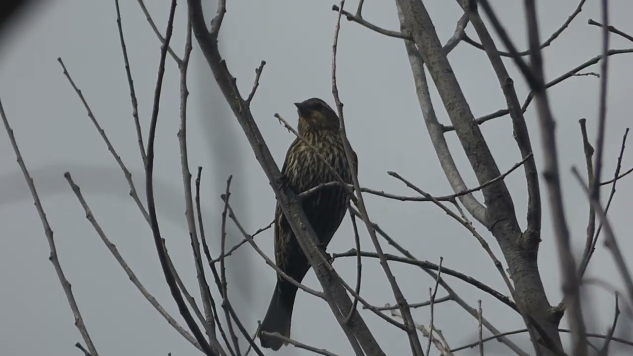 robins, butterflies, and kinglets (HD)