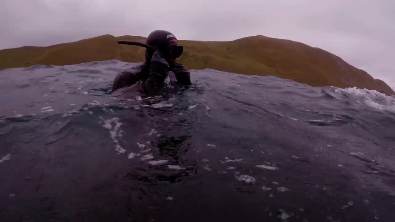 Aramoana CHB dive 3.2.26