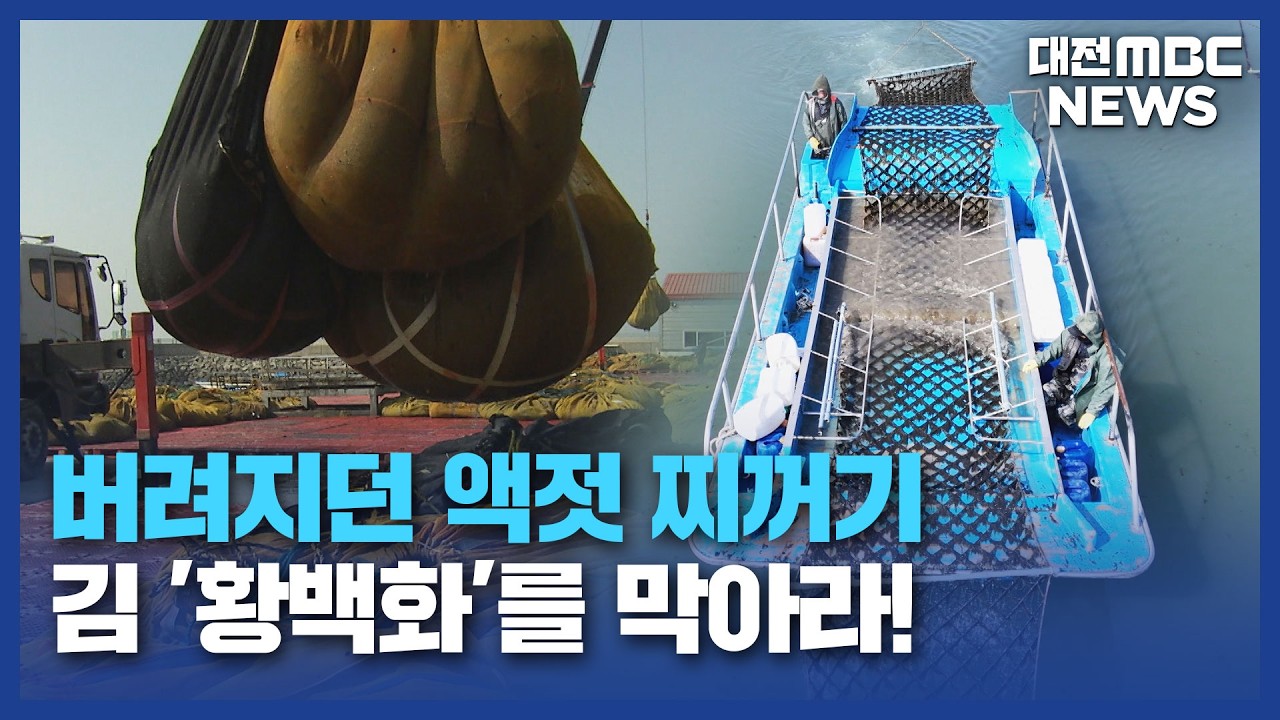 수백억 피해 '김 황백화'⋯