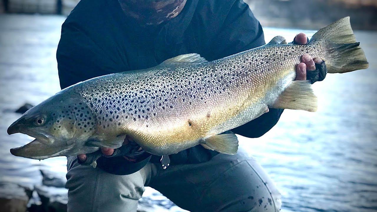 MY BIGGEST BROWN of 2020 - Bottom Bouncing for Lake Ontario Brown Trout