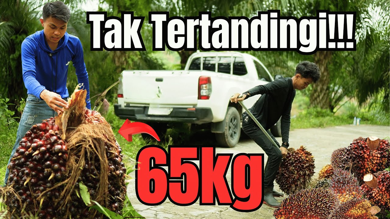  Bikin Geleng-geleng Kepala!! Padahal Jarang Di Pupuk Ini Kebun Sawit Tapi Buahnya Besar-besar