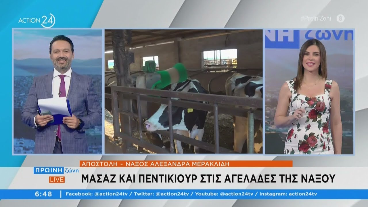 Μασάζ και πεντικιούρ στις αγελάδες στη Νάξο!