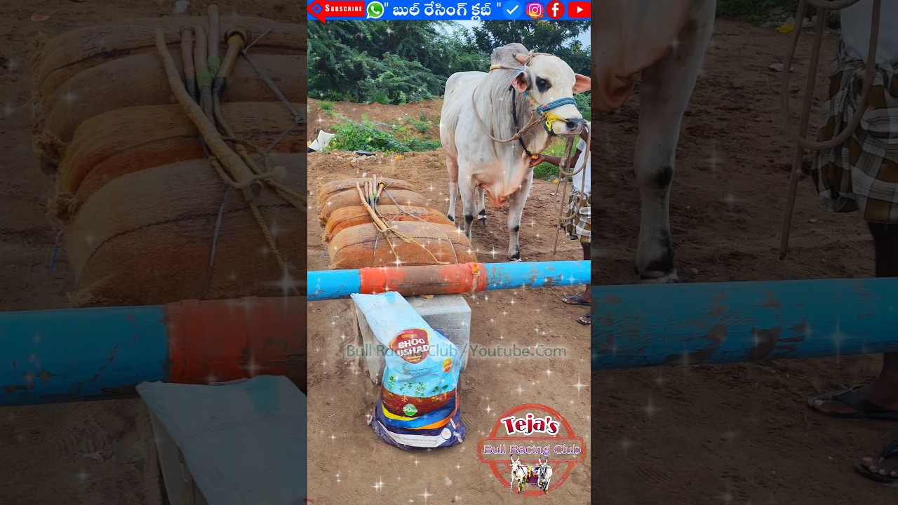Mvsr సీనియర్ బుల్స్, లోడ్ బేటా