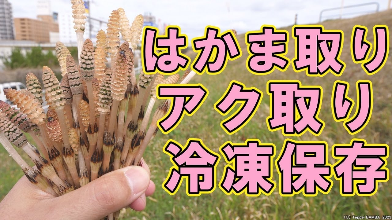 つくし冷蔵保存