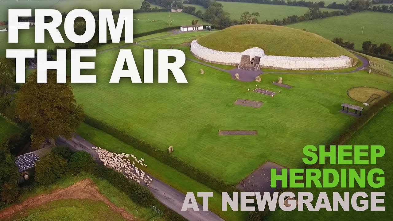FROM THE AIR: Sheep being herded at Newgrange Farm