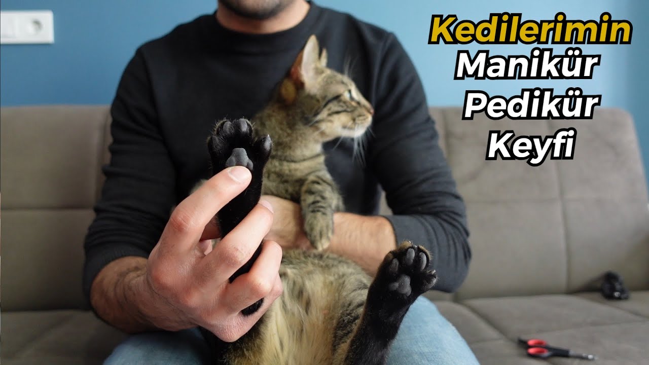 KEDİLERİN MANİKÜR PEDİKÜR İMTİHANI 😄 (Kedilerin Bakım Günü / Kedi Tırnak Kesimi / Kedi Tarağı)