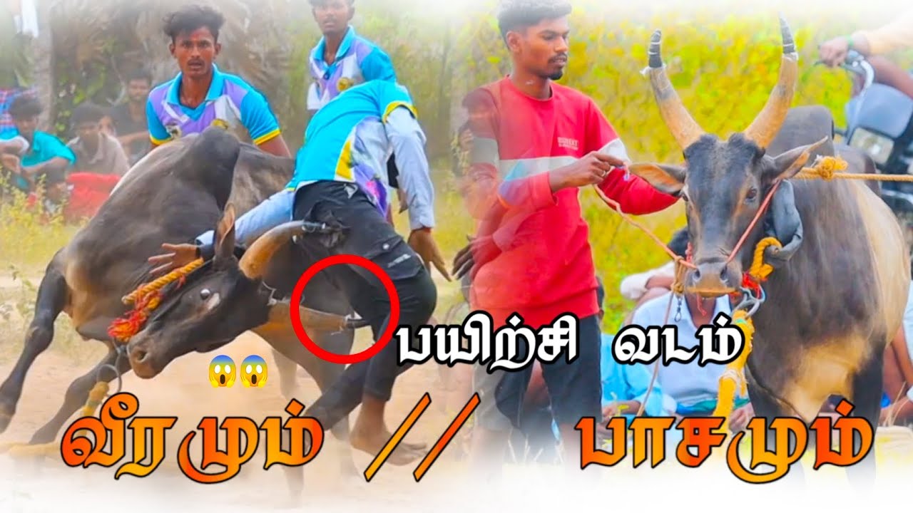 #வடமஞ்சுவிரட்டு #jallikattu #bull #jallikattukalai #tamil #jallikattu2026