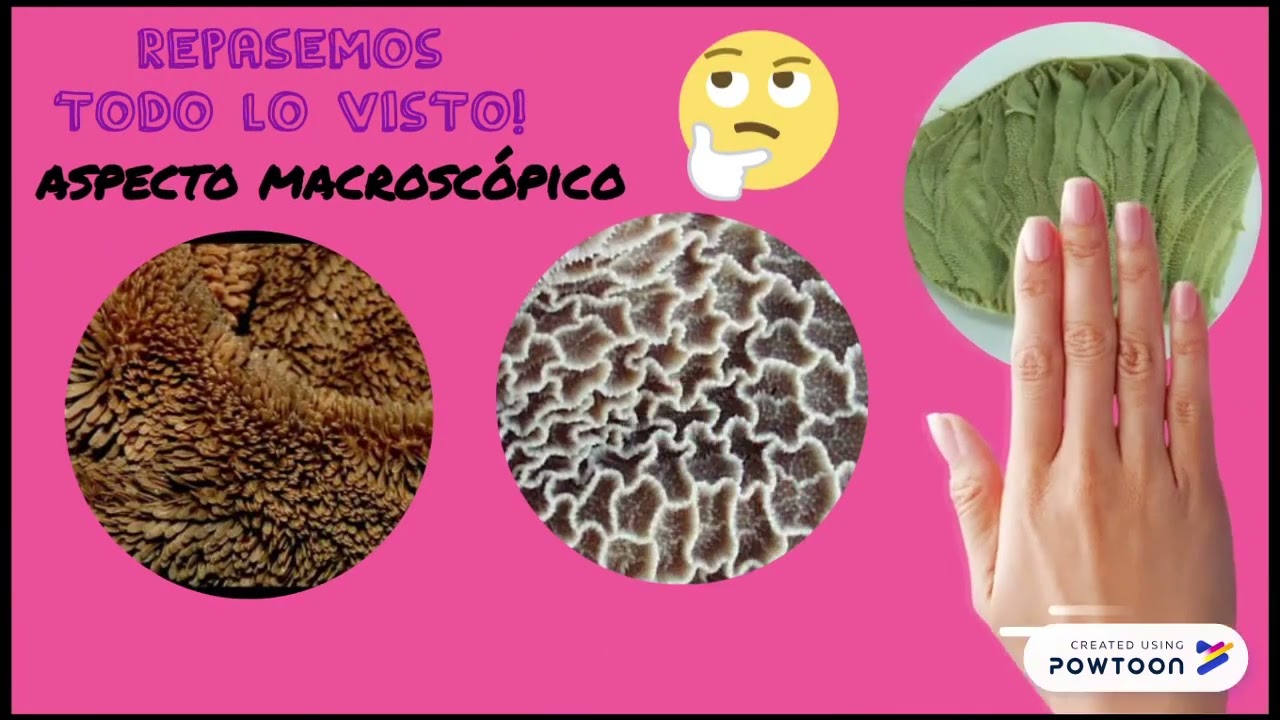 Histologia de los PRE ESTÓMAGOS DE LOS RUMIANTES- UNRC