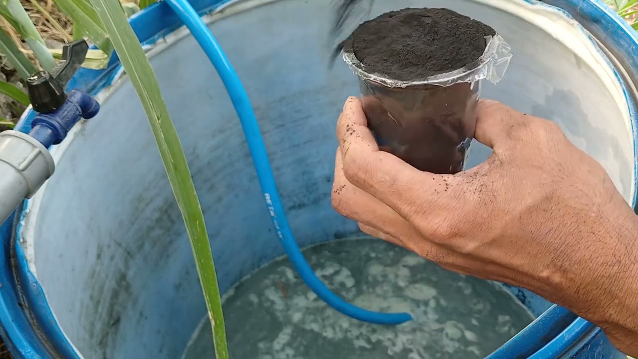 pemupukan yang ke 8 tanaman cabe metah keriting