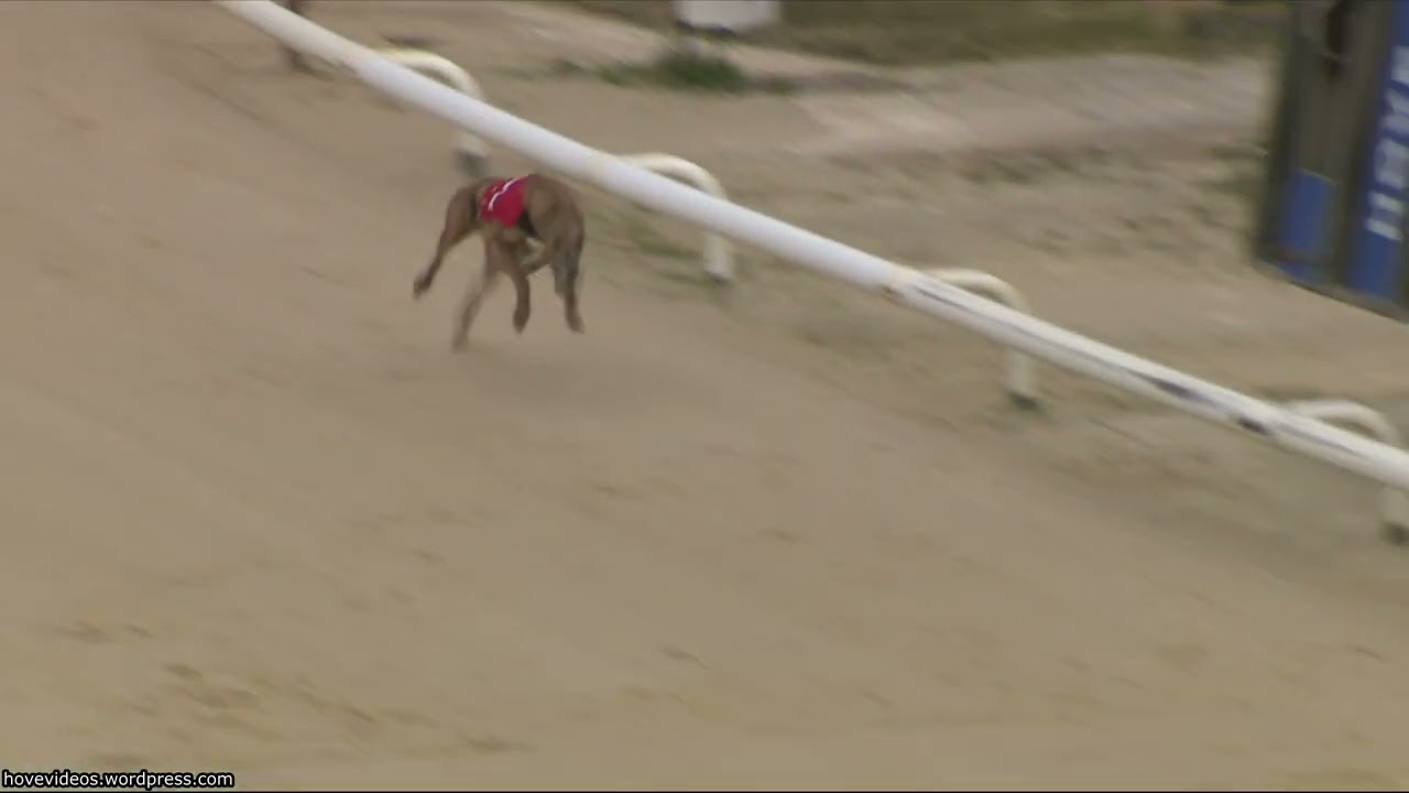 Hove Greyhound Trials 16/2/26